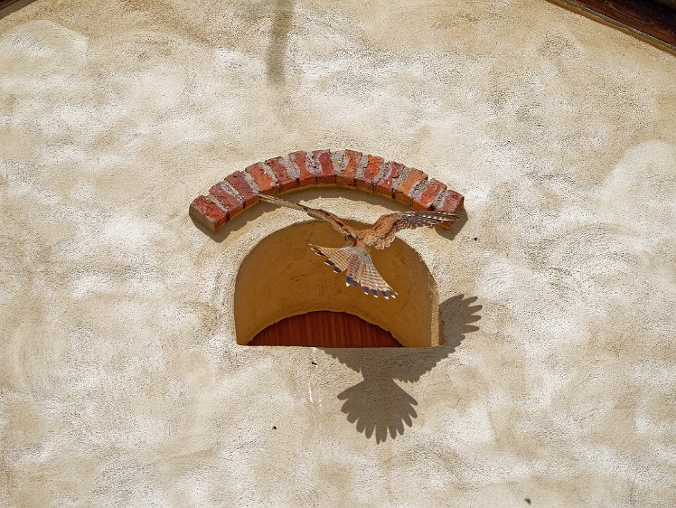 Kestel in the Vosges